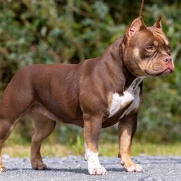 American Bully Puppies from Sky River Bullies