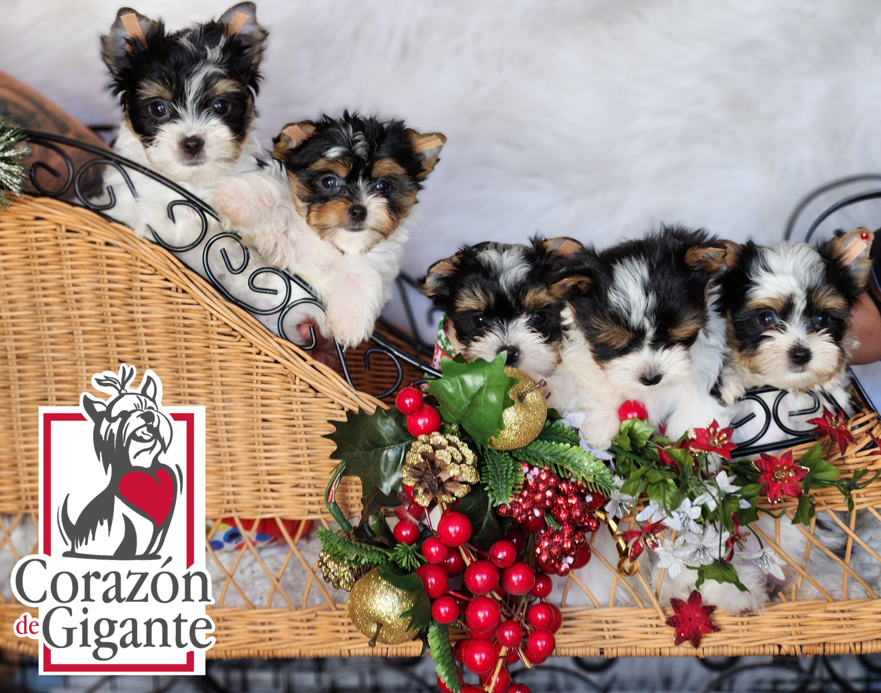 Biewer Terrier and Yorkshire Terrier Puppies from Corazón de gigante
