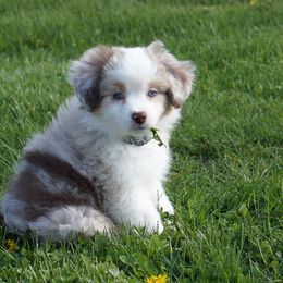 Basset Fauve de Bretagne and Miniature American Shepherd Puppies from 4 Clovers Miniature American Shepherds