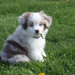 Basset Fauve de Bretagne and Miniature American Shepherd Puppies from 4 Clovers Miniature American Shepherds