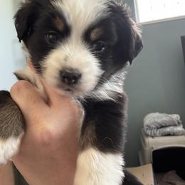 Penelope - Black tri female Miniature Australian Shepherd puppy in Gunnison, Colorado from McMillan Aussies