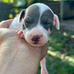 Capri - White and blue fawn male Italian Greyhound puppy in Lakeland, Florida from Elite Doxies Florida
