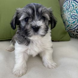 Catalina - Gold sable Havanese puppy in North Carolina from Guys & Dolls of La Brisa Havanese