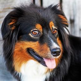 Dreamer - Australian Shepherd