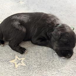 Teal 'Eden' - Black female Schnoodle puppy in Saint Augustine, Florida from Gunnie Luv, LLC