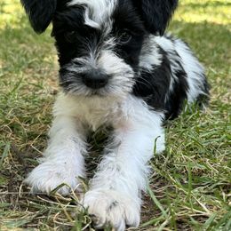 Miniature Schnauzer Puppies from Home Sweet Home Schnauzers