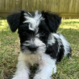 Miniature Schnauzer Puppies from Home Sweet Home Schnauzers