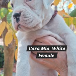 Cara Mia  (My Beloved) - White female Boxer puppy in Statesboro, Georgia, Georgia from Mischievous Boxers