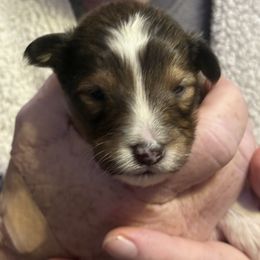 Teddy - Sable and white male Shetland Sheepdog puppy in New Waterford, Ohio from Georgina's Shetland Sheepdog