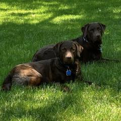 Chesapeake Bay Retrievers from Global Waters Chesapeakes