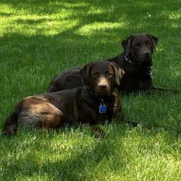 Chesapeake Bay Retrievers from Global Waters Chesapeakes