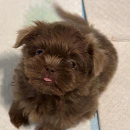 Purple boy - Lilac male Shih Tzu puppy in Berkeley Springs, West Virginia from Sandridge Shih Tzus