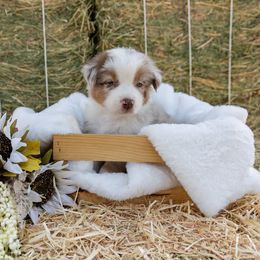 Bluey - Red merle male Australian Shepherd puppy in Madera, California from Sweet Meadow Farms
