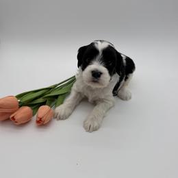 Indie - Black and chalk female Australian Labradoodle puppy in Denton, Texas from Dignity Labradoodles