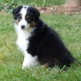 Sakari - Australian Shepherd