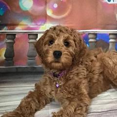Australian Labradoodle Puppies from Lake Breeze Labradoodles
