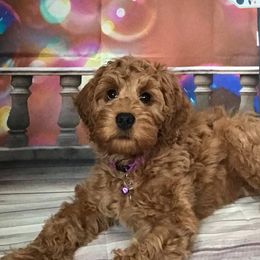 Australian Labradoodle Puppies from Lake Breeze Labradoodles