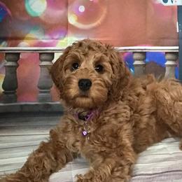 Australian Labradoodle Puppies from Lake Breeze Labradoodles