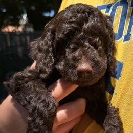 Oscar - Chocolate male Labradoodle puppy in Lancaster, California from Mini Doodles