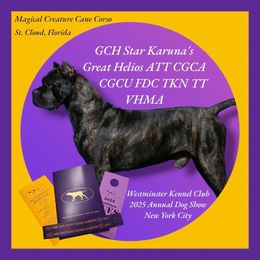 Cane Corso puppies from Magical Creature Cane Corso
