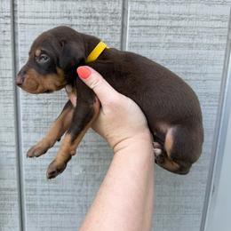 Reese - Red and rust female Doberman Pinscher puppy in Ludowici, Georgia from Royal Destiny Kennels