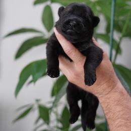 Cash - Sable male German Shepherd puppy in Coarsegold, California from Yosemite Shepherds
