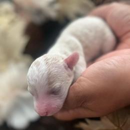 Twist and Shout - Cream male Poodle puppy in Hemet, California from Vallevistadoodles