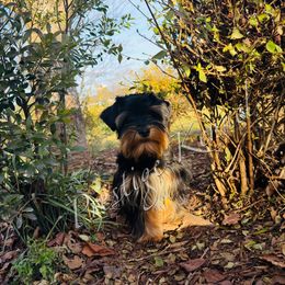 Lulu - Miniature Schnauzer