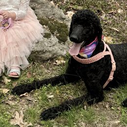 Cockapoos and Poodles from East St. Poodles & Doodles