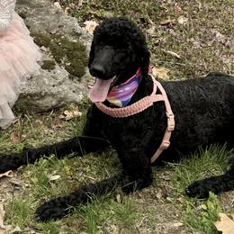 Cockapoos and Poodles from East St. Poodles & Doodles
