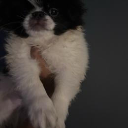 Boy 1 - White and black male Japanese Chin puppy in Connecticut from Lissette's pups chins and bullies