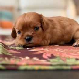 Minnie - Ruby female Cavalier King Charles Spaniel puppy in Melrose, Florida from Magnolia Hill Cavaliers and Doxies