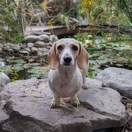 Nala - Dachshund