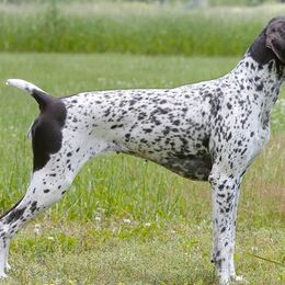 German Shorthaired Pointers from Cool River Kennel