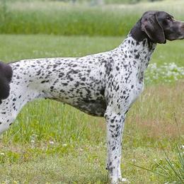 German Shorthaired Pointers from Cool River Kennel