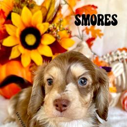 Smores(3600 AKC pet) - Dapple male Dachshund puppy in Augusta, Arkansas from Savvy-Dee's Dachshunds
