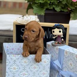 Snow White - Golden rust female Vizsla puppy in Bloomington, Indiana from Envizion