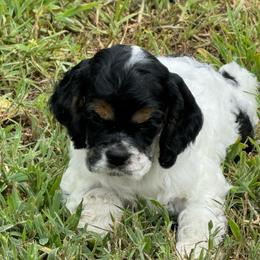 Boy 2 - Black white and tan male Cocker Spaniel puppy in Beech Island, South Carolina from Mike's Best Friends