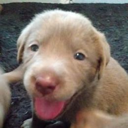 Dilute Retrievers from Silver Lace Labs