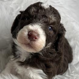 Aussiedoodle and Poodle Puppies from Doodle & Poodle Palace