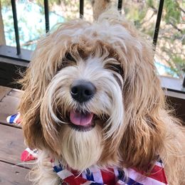 Billie Jean - Cavapoo