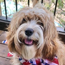 Billie Jean - Cavapoo