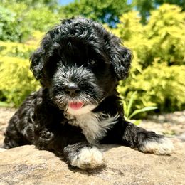 Boy 3 - DRIFT - Black and white male Portuguese Water Dog puppy in Butler, Pennsylvania from Sea Dog PWD Puppies