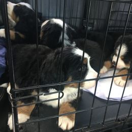 Bernese Mountain Dog Puppies from D’S Bernese Mountain Dogs