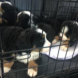 Bernese Mountain Dog Puppies from D’S Bernese Mountain Dogs