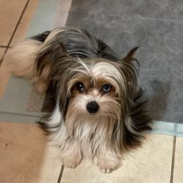 Mr Jayce  - Yorkshire Terrier