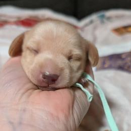 Ms Teal - Cream female Dachshund puppy in Vernonia, Oregon from Living Hope Dobies and Doxies