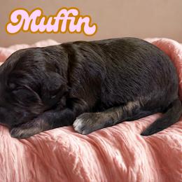 Muffin - Sable female Aussiedoodle puppy in Ellenburg Center, New York from Kristin's Puppies