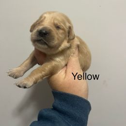 Yellow female - Golden female Golden Retriever puppy in Jesup, Georgia from Painted Platinum Retrievers (Painted Platinum Kennel) PPK