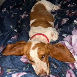 Mr. Peanut - Mahogany and white male Basset Hound puppy in Fayetteville, Arkansas from Heyliger Hounds